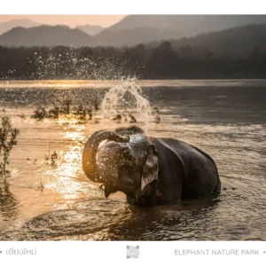 Elephant splashing in river at sunset.