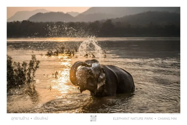 Elephant Nature Park - Elephant in Lake, Poster, A1 Large 61cm x 91 cm (24in x 36in)