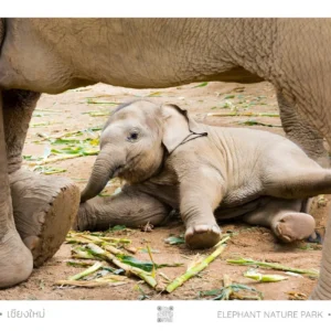 Baby elephant resting under mother.