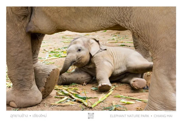 Elephant Nature Park - Baby Elephant, Poster, A1 Large 61cm x 91 cm (24in x 36in)